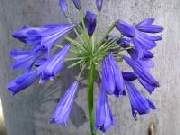 Agapanthus Lauries Inky